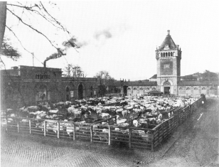 A marhav�g�h�d a Soroks�ri �ton, 1910-es �vek, Erd�lyi M�r felv�tele, Magyar Mez�gazdas�gi M�zeum