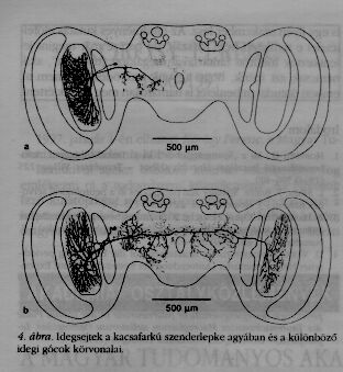 4. �bra