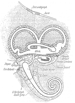 A figure from G. Békésy's article, published in 1935