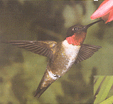 kolibri