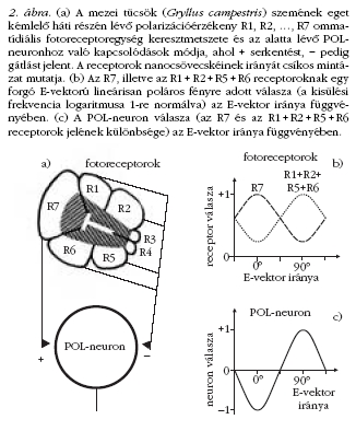 2. ábra