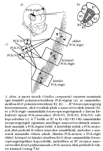 3. ábra