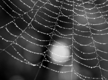 Another Dawn / Leorex (Flickr)