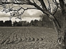 Fallow field / Kelly Chripczuk