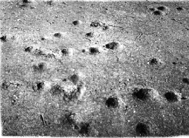 harfa1