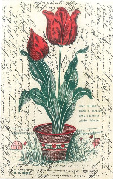 Tulip�nos k�peslap