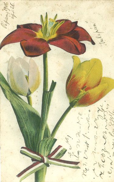 Tulip�nos k�peslap