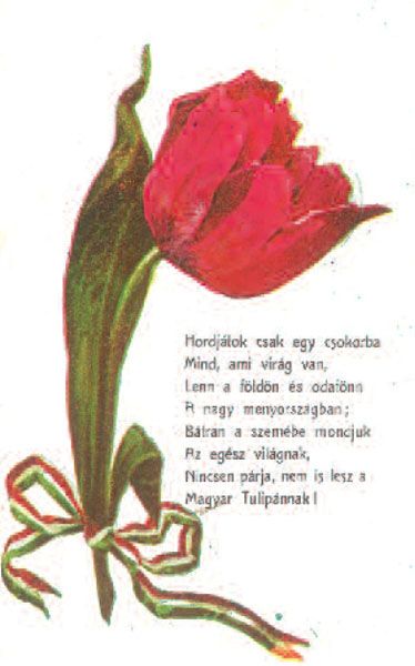 Tulip�nos k�peslap