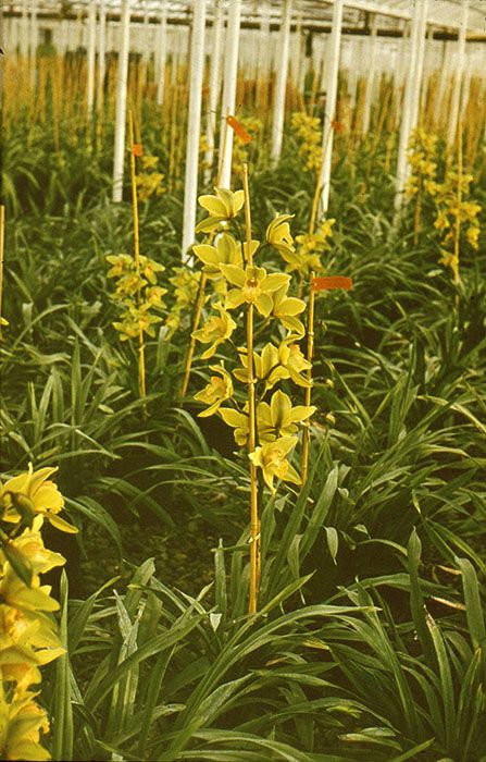 Cymbidium orchidea