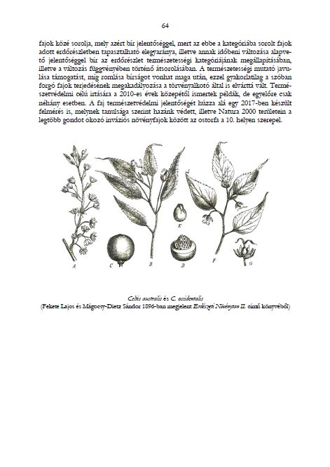 Tilia 2020.05.27.