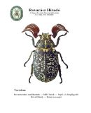 Az archiv�lt  verzi� megnyit�sa Open the archive version